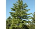 Shop Native Trees Online – iTrees.