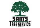 Tree Trimming Service​ Windsor