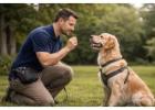 Certified Professional Canine Trainer In Wirral
