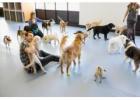 Daycare For Dogs Lents