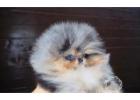 Pomsky Puppies for adoption!