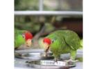Hand-Raised Green Cheek Amazon Parrots | Mo’s Birds