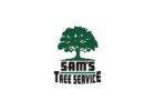 Tree Stump Removal ​Windsor