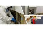 Want Safe and Effective Mould Cleaning Service Today?
