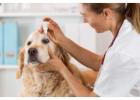 Animal Healthcare Medicines Products Online