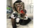 health guarantee Marmoset Monkeys
