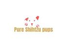 Adopt A Loving Shih Tzu Puppy For Adoption Nearby