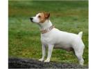 Training Collar For Small Dogs