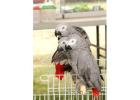 Parrots for.sale