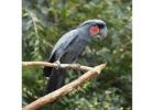 parrots for.sale