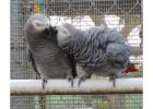 Parrots for sale