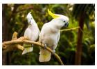 worldwide exotic parrot farm