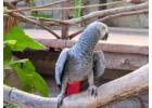 buying parrots