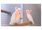 where do you buy parrots