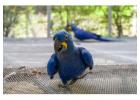 colorful parrots for sale
