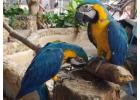 parrots for.sale