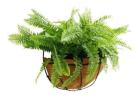 Artificial Hanging Fern Basket – UV Resistant