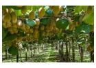 Trusted Orchard Management Company for Quality Kiwifruit Farming