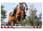 Boost Your Harness Racing Handicapping Skills Online