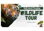 Rajasthan Wildlife Tour – Meet the Wild Animals of the Desert State