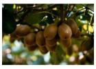 Professional Orchard Management & Kiwifruit Production Services – Top OGR
