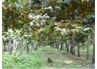 Get End-to-End Support for Kiwifruit Orchards in New Zealand
