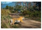 Trip to Jim Corbett – Explore the Wilderness with NKM Travels