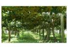 Maximize Yields with Expert Kiwifruit Orchard Management Solutions