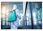 Effective Flea Control Services in Gold Coast – Safe & Affordable