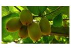 Manage Your Kiwifruit Orchards with Top OGR’s Proven Expertise