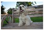 Beautiful female Cockapoos available now at Valley Poo