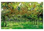 Get Expert Guidance for Successful Kiwifruit Orchard Development
