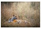 Book Your Jim Corbett Experience Package Today with IMA Holiday