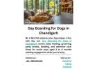 Day Boarding for Dogs in Chandigarh