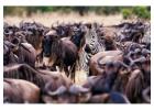 Release Your Soul with Adventure Tours Tanzania