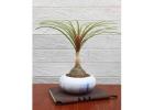 Plants for Corporate Gifting with a Touch of Elegance