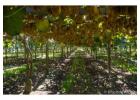 Professional Kiwifruit Orchards Management & Trusted New Zealand Kiwifruit Growers