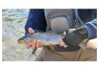 Every Cast Is a Wild Trout, Scenic Waterstory