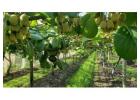 Boost Your Orchard’s Performance with Top OGR