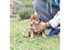 American Bully and American Pitbull Terrier Puppies for sale