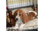 Originale Basset Hound Welpen Online Kaufen Angebot