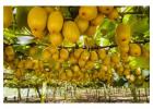 Expert Kiwifruit Orchards Management in Bay of Plenty