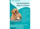 Day Boarding for Dogs in Lucknow