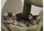 Beautiful Siberian Kittens Ready for New Home