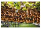 Partner with Top OGR for Proven Orchard Management Success