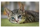 Kittens for sale in Mumbai - 2025