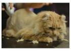 Cat Grooming In Delhi