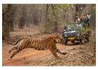 Discover the Wild with Our Jim Corbett Adventure Package – Reserve Your Escape Today