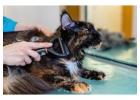 Cat Grooming in Hyderabad