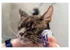 Cat Grooming in Noida